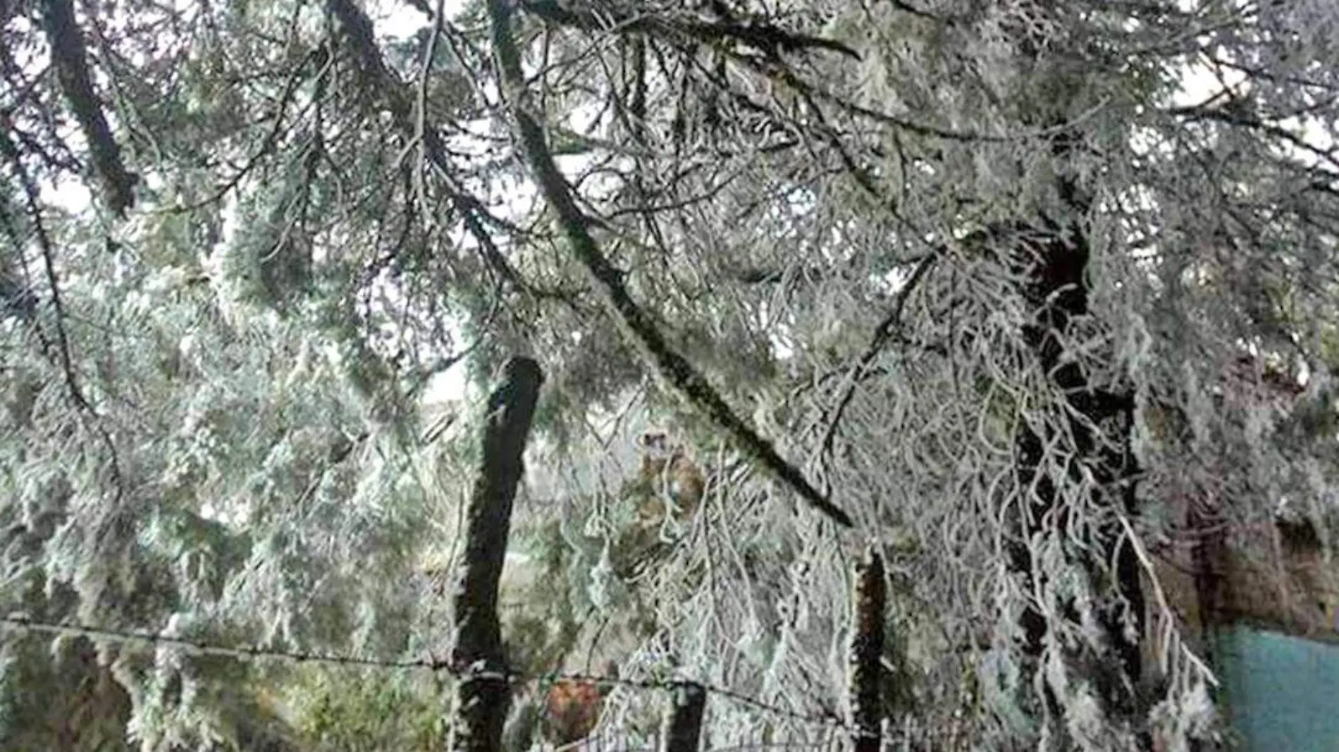 bosque con nieve